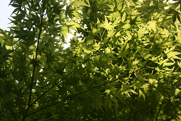 積善山ハイキング（桜）