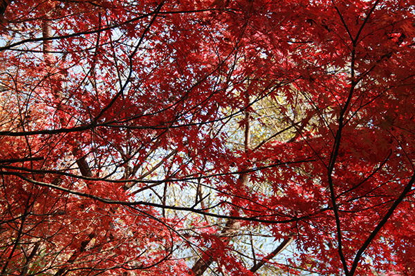 積善山ハイキング（桜）